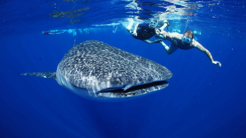 whale shark with snorkeler best 1_5029adfeac75d VolunteerForever